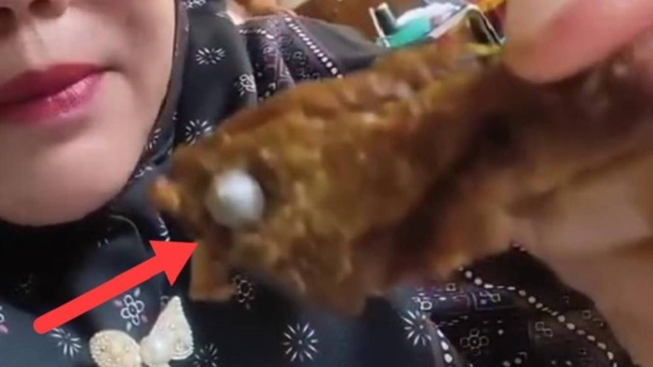 Gambar Viral! Benda Diduga Peluru Ditemukan dalam Menu MBG Siswa SD di Lampung Utara, SPPG Disuspend